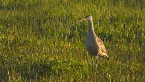 Henrietta the Long Billed Curlew may be the most famous bird in Idaho.